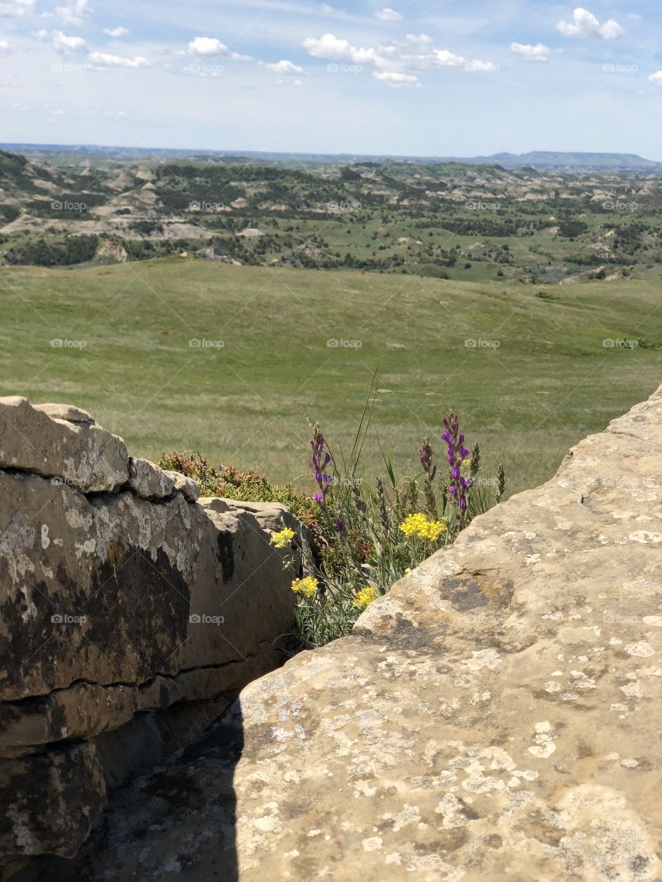 Flowers and Rocks in the Badlands