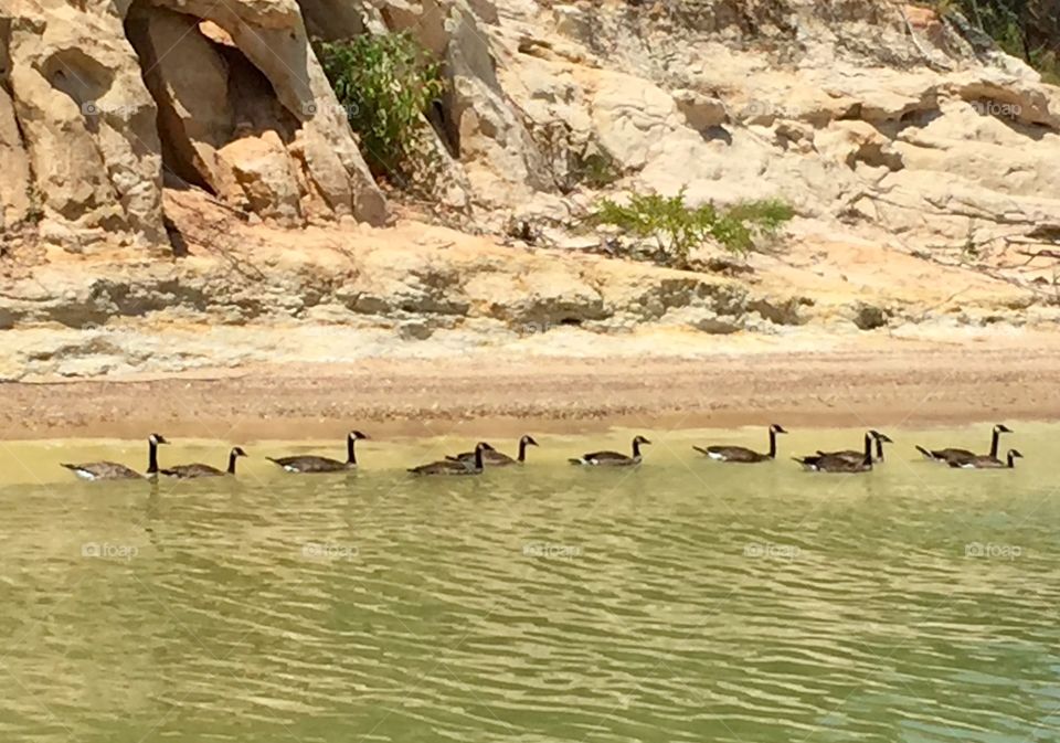 Flock of geese swimming at Lake Texoma