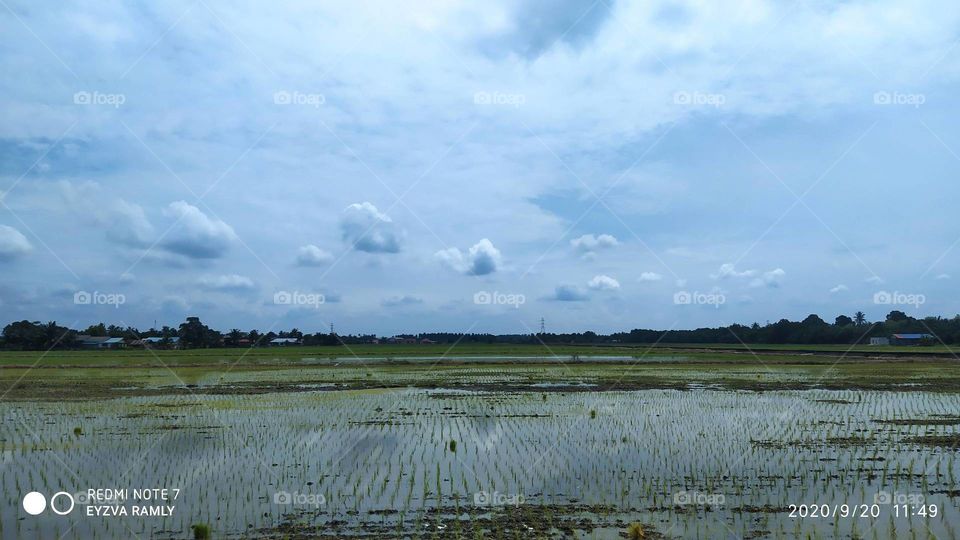 Paddy Field