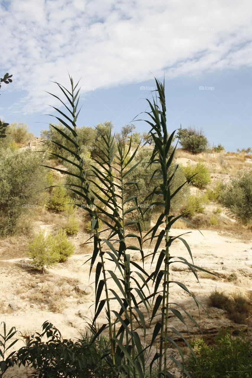 Walking through the field I have come across this plant. It also matches the hills behind.