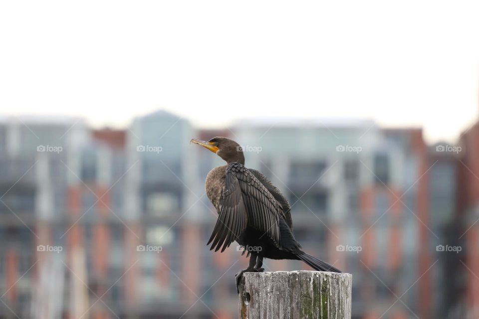 Bird perched on a log