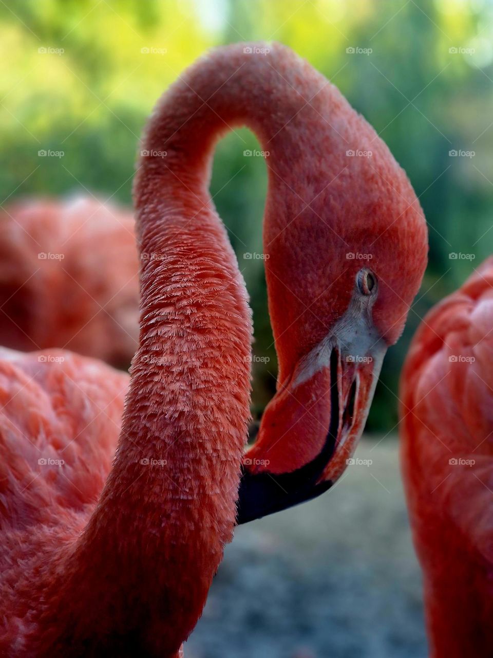 red flamingo bird