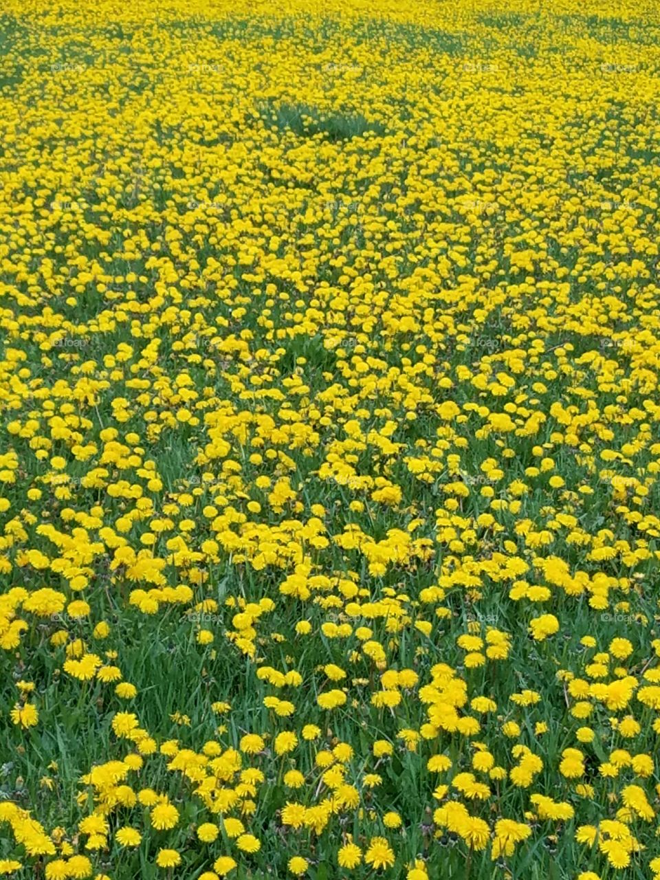 Overhead view of a yellow flowers