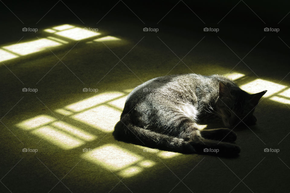 Cat sleeping under Sunlight
