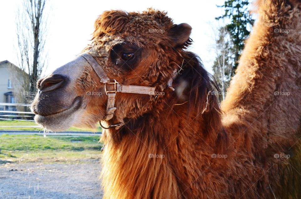 portrait of camel