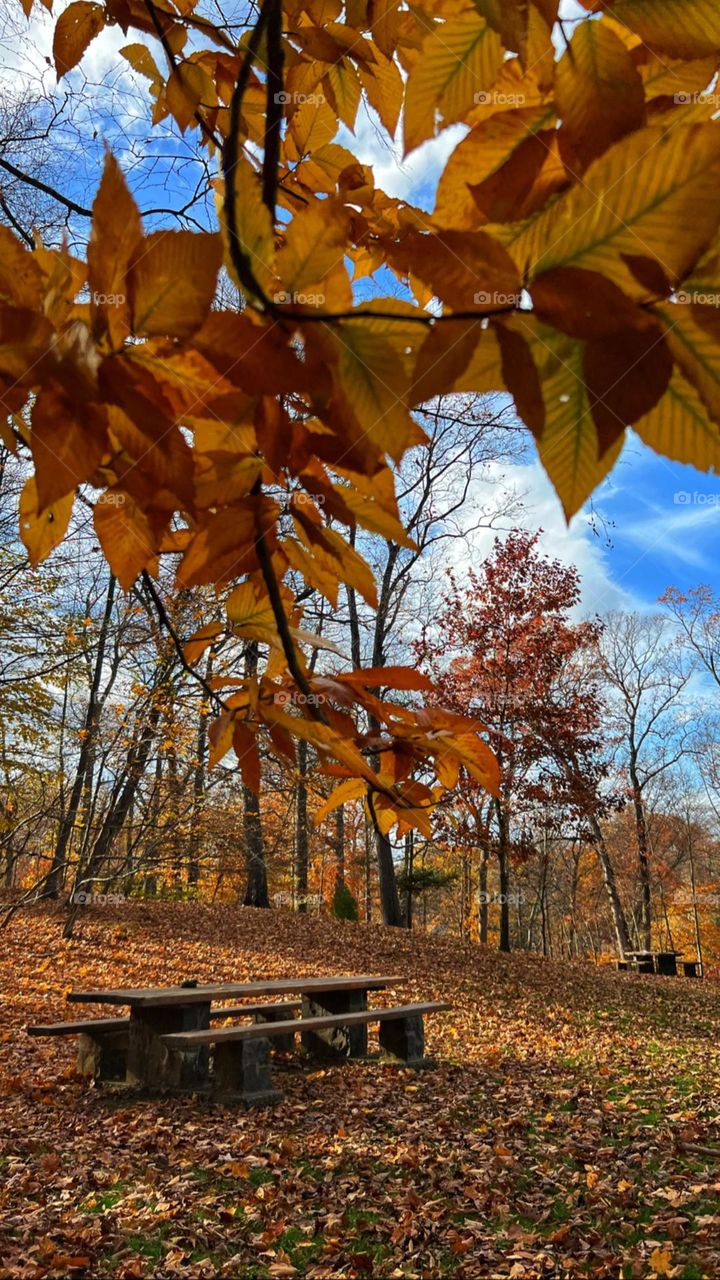 Fall breeze and autumn leaves.