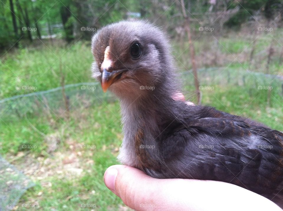 Baby Chicken