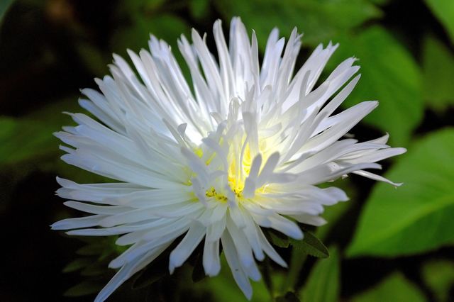 white dahlia