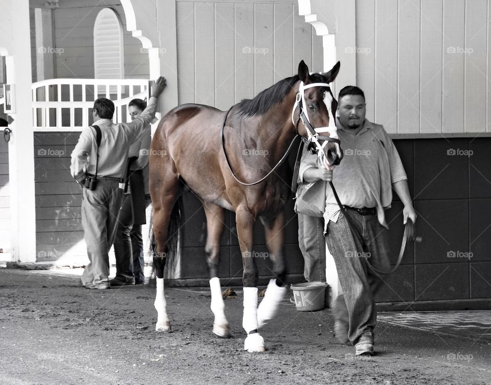 Going to the Post at Belmont. Black and white background with a bay colt left in color getting ready in the Belmont Park paddock
Zazzle.com/Fleetphoto