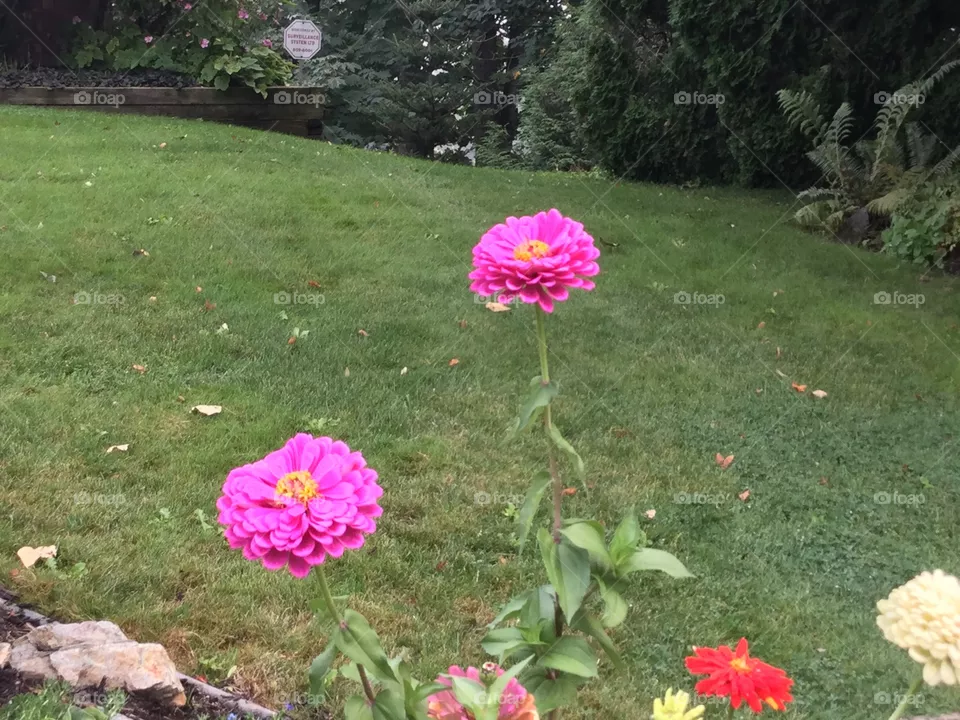 Purple zinnias in a Garden 