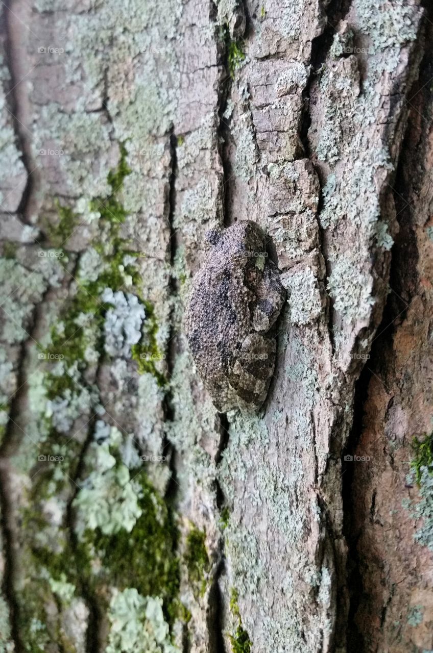 Frog on a Tree