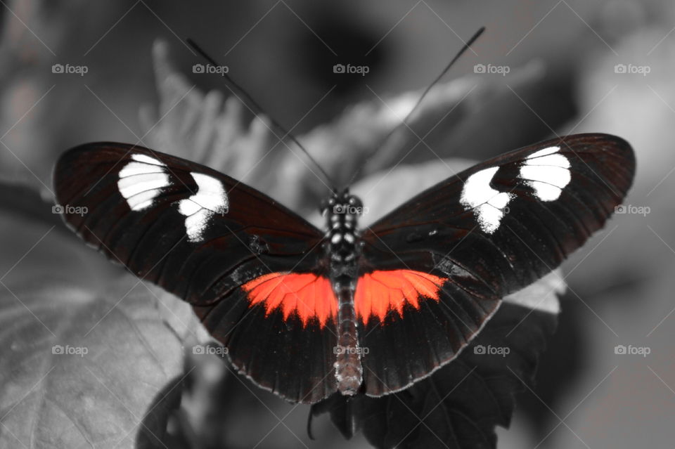 Black butterfly on leaf