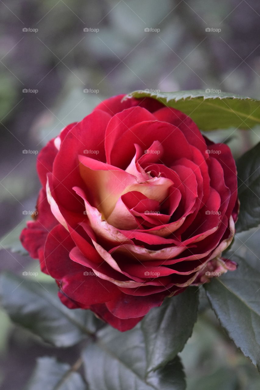 Rose, Flower, Nature, Leaf, No Person