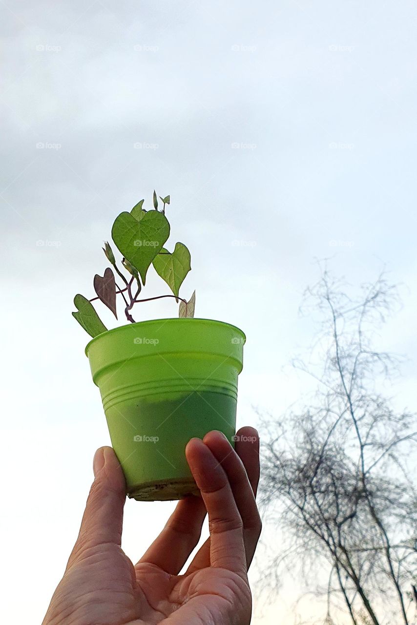 Plant Morning Glory