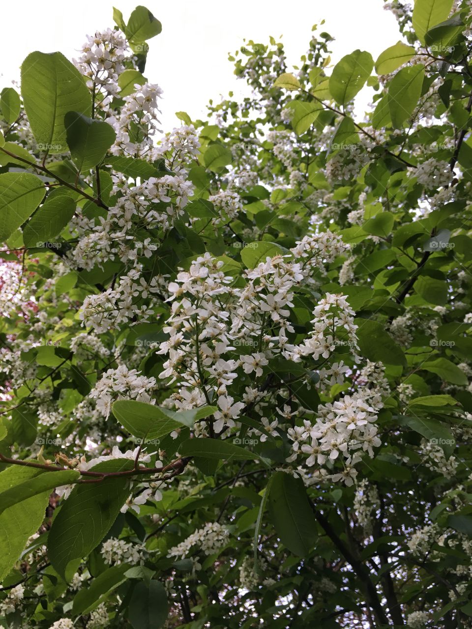 flowers of a bird cherry tree