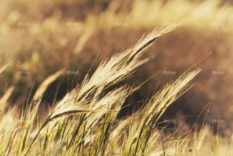 wheat