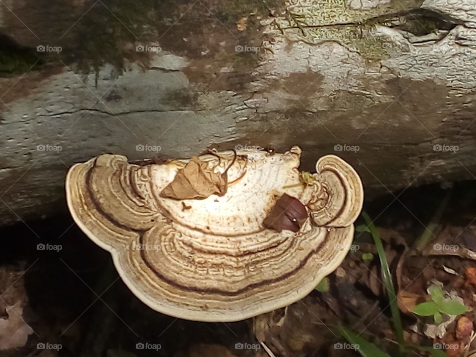 Mushroom/fungus