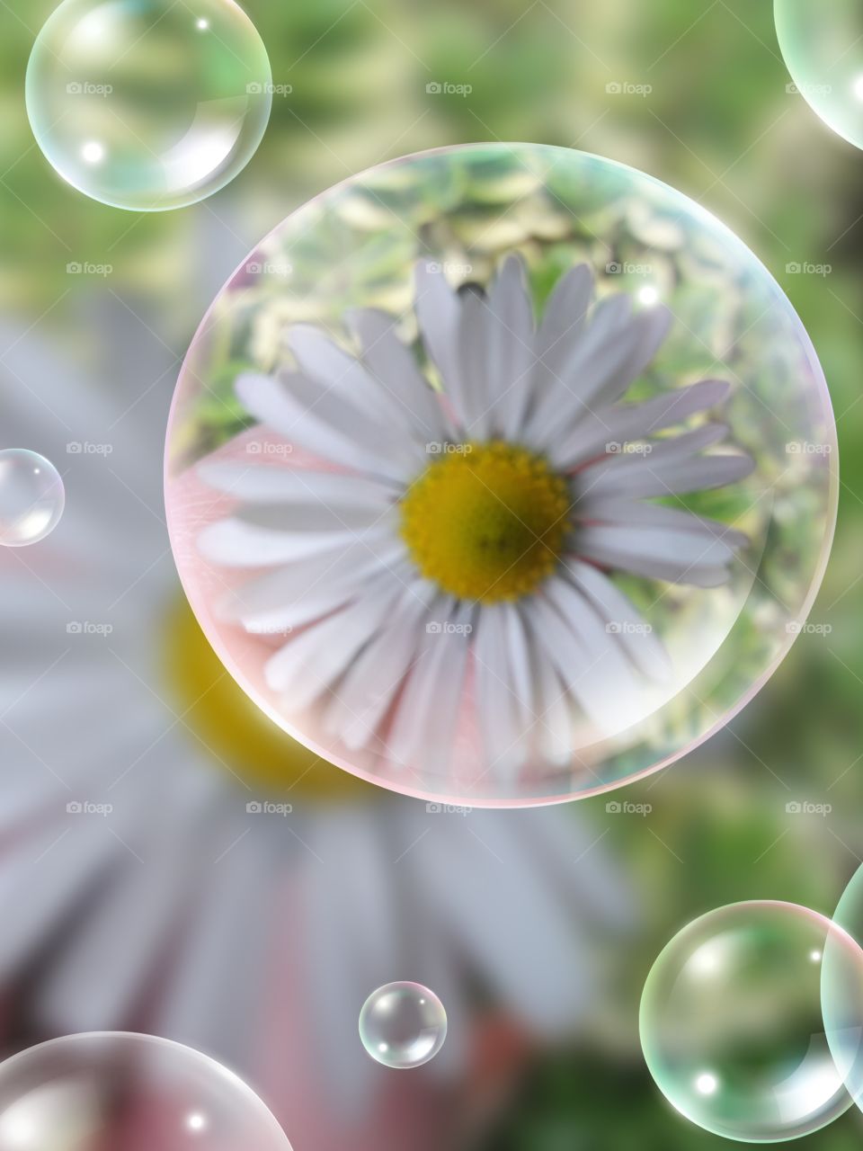 daisy in a bubble