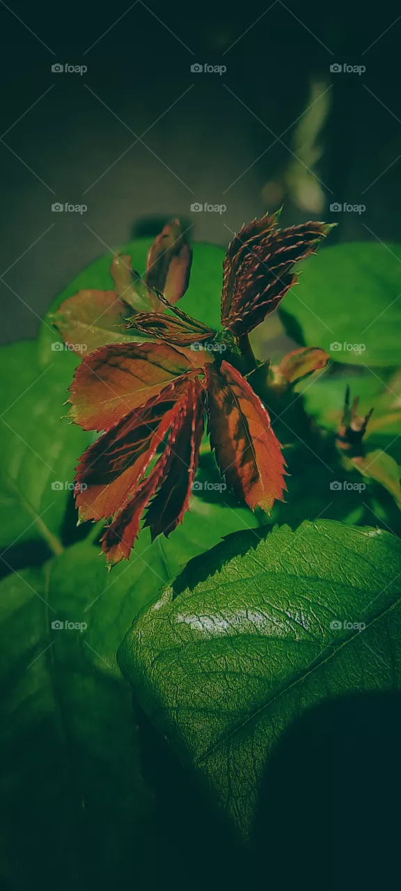  

Baby leaves of climbing rose