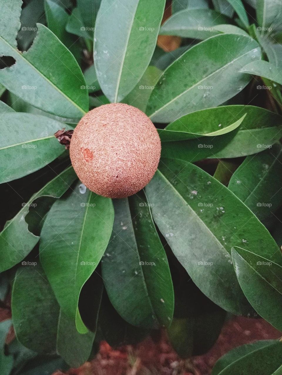 Brown fruit