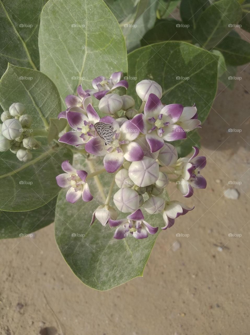 calotropis procera Akkra white nd purple colour flower looks very beautiful generally found everywhere fresh seasonal