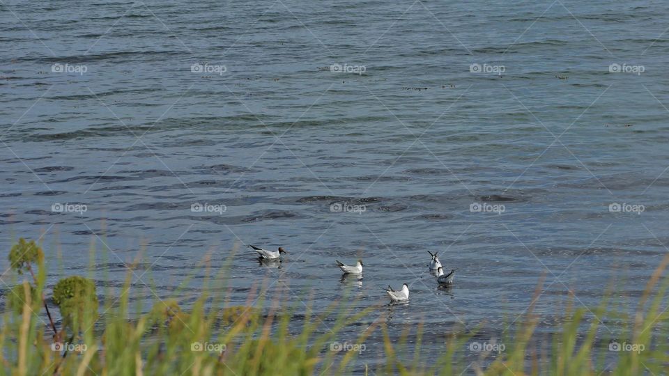 seagulls on the sea