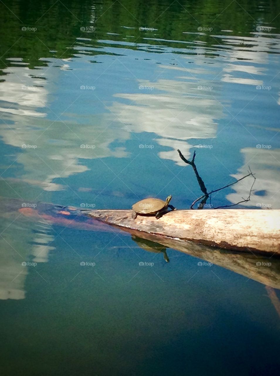 Turtle . Sunbathing at greenwood lake.