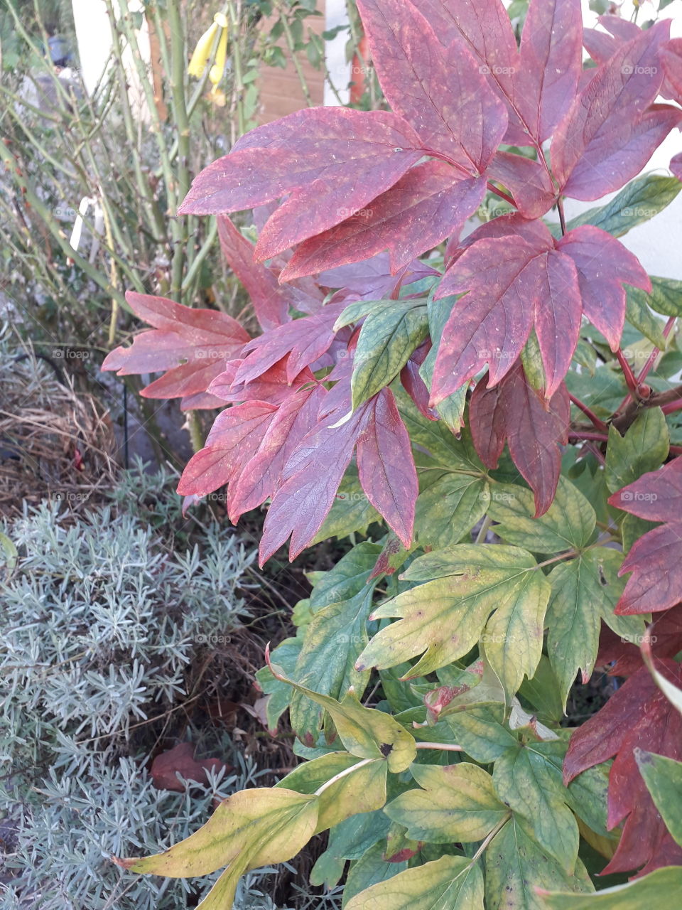 paletye of autumn coloured leaves