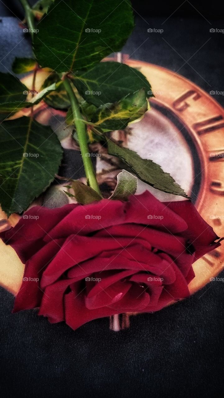 Roses beuty