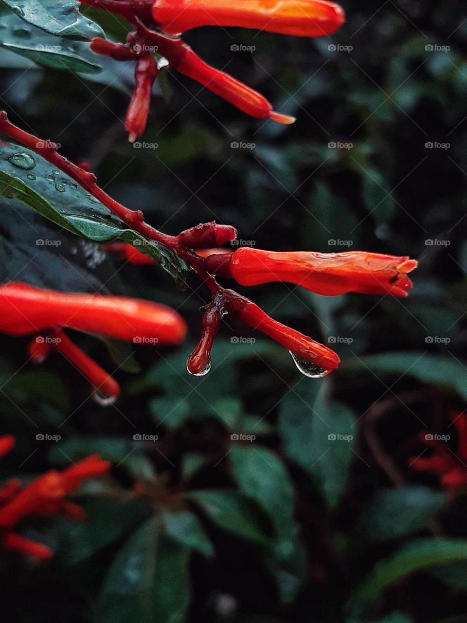 Dew drops on a petal