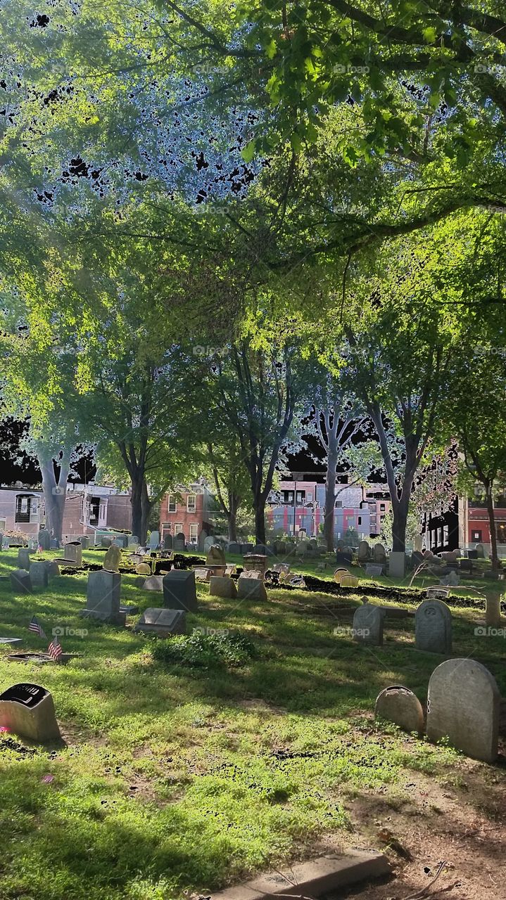 Trees over graves