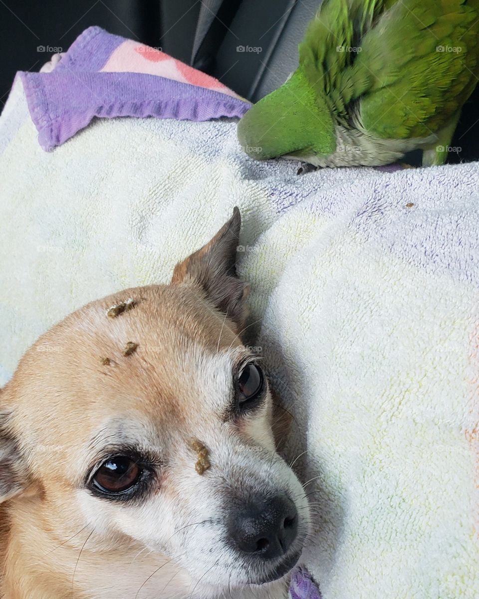 Bird shit on my dogs head it was hysterical. Get a bird they said it will be fun they said