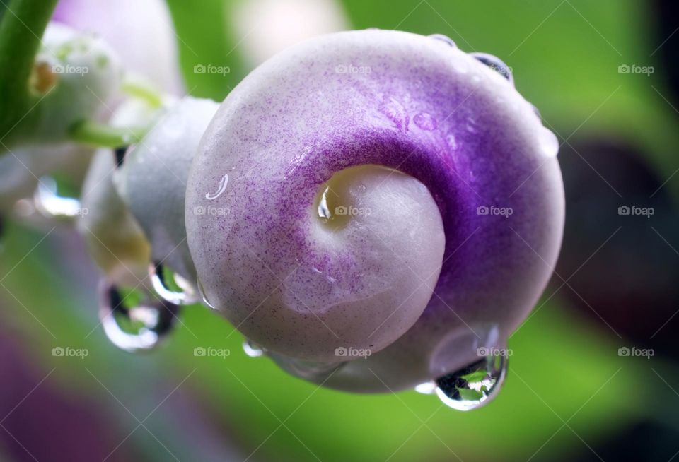 Raindrops fall on cowpeas with green leaves imprinted in raindrops