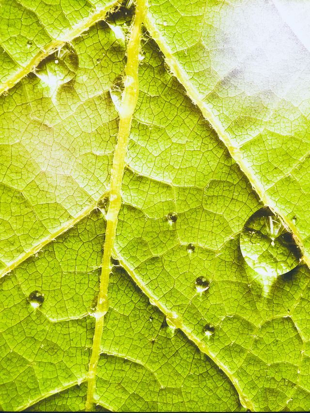 Leaf