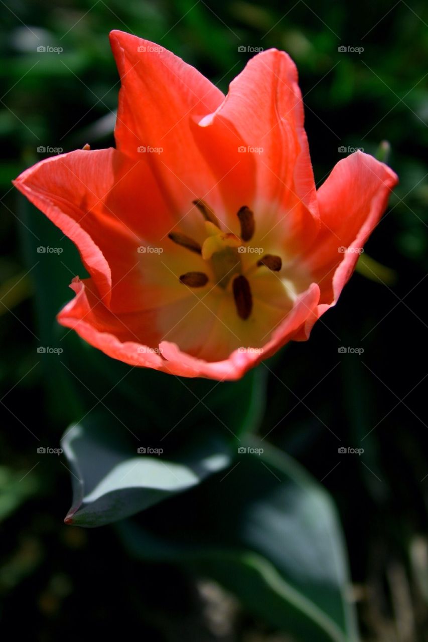 Orange Tulip