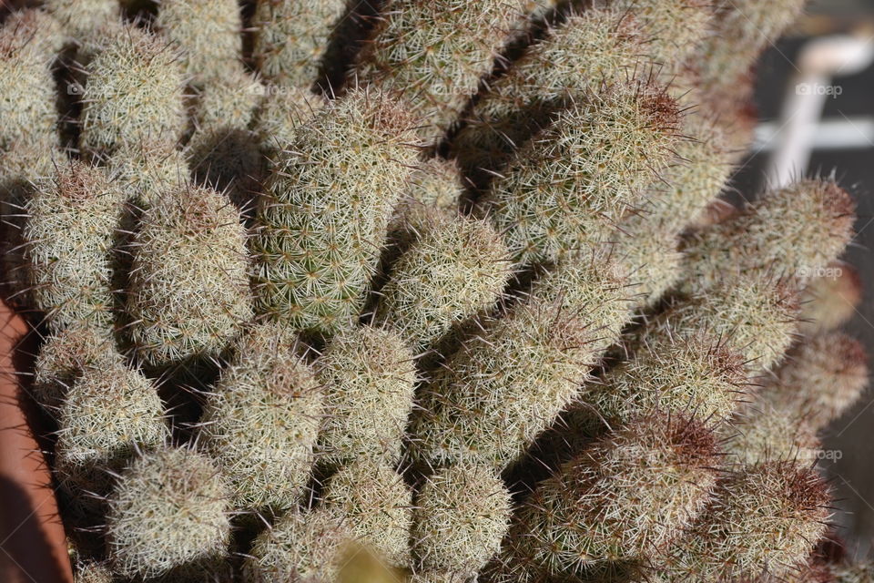 Beautiful cactus on my balcony.