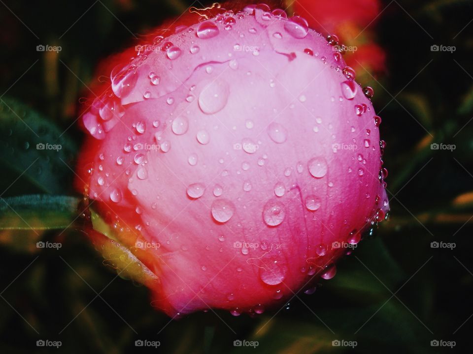 Flower on drops