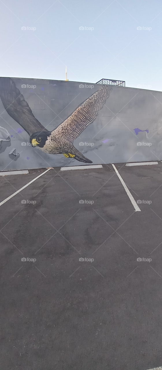 flying eagle soaring dreams it's one in the same or so I say