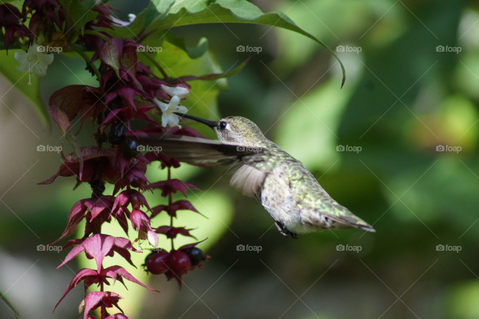 Anna's hummingbird . Lovely little hummer!