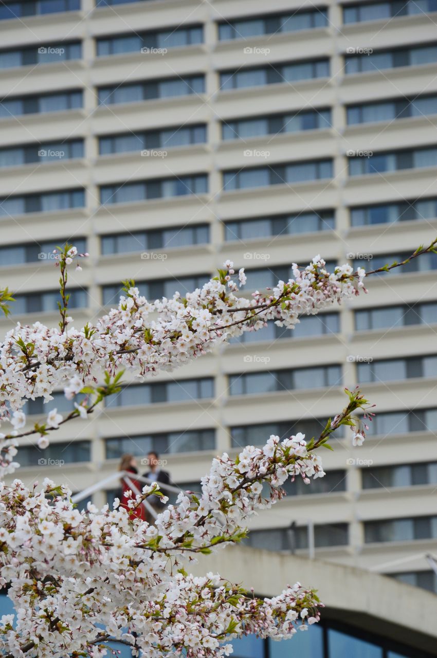 Blossom and building