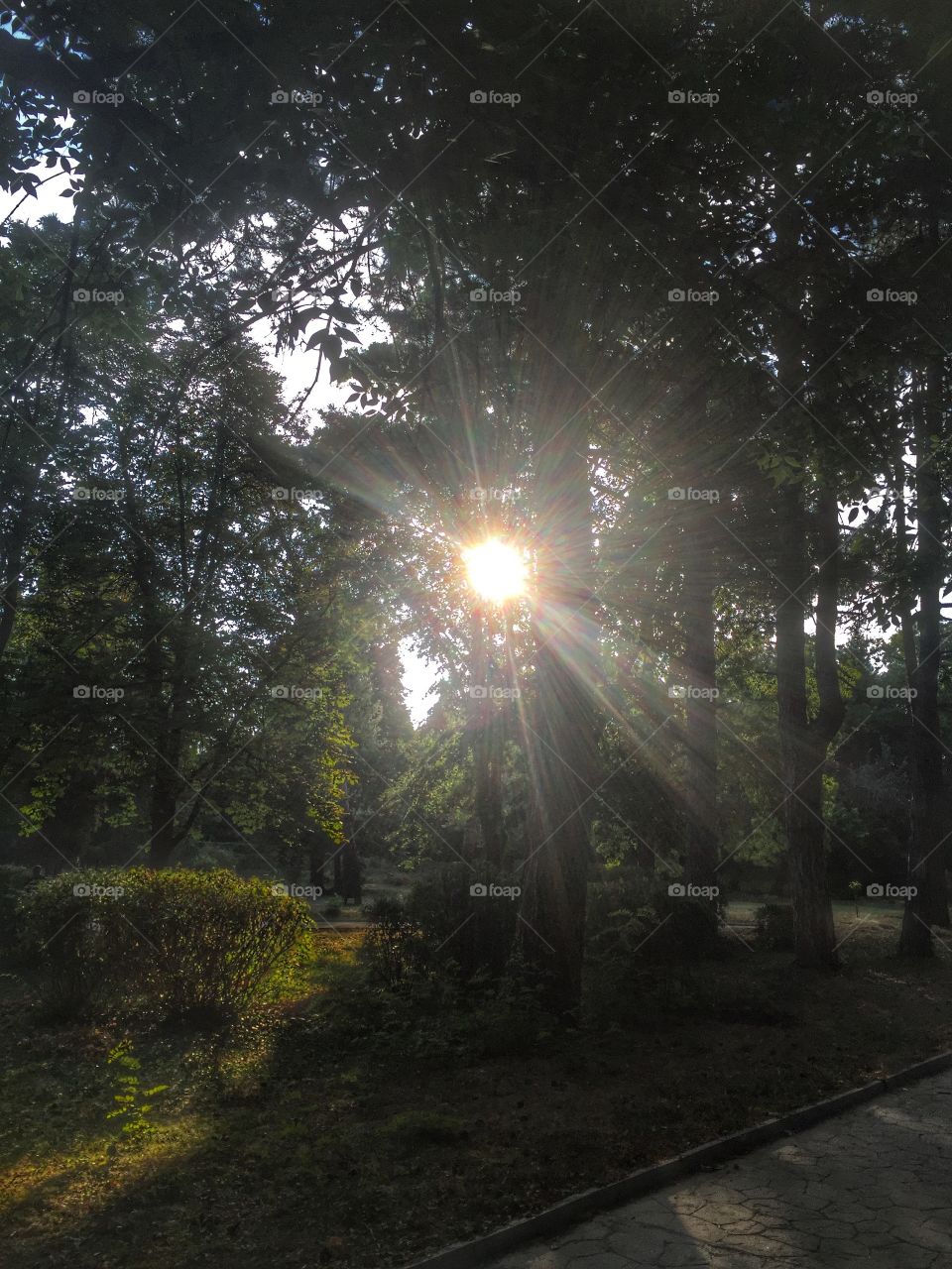 Morning sun beam in forest