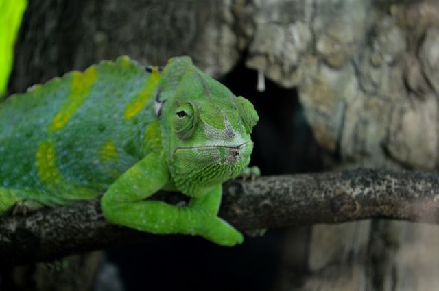 Iguana