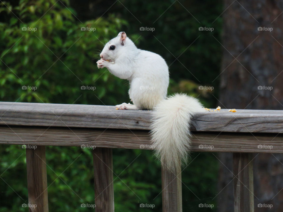 White Squirrel