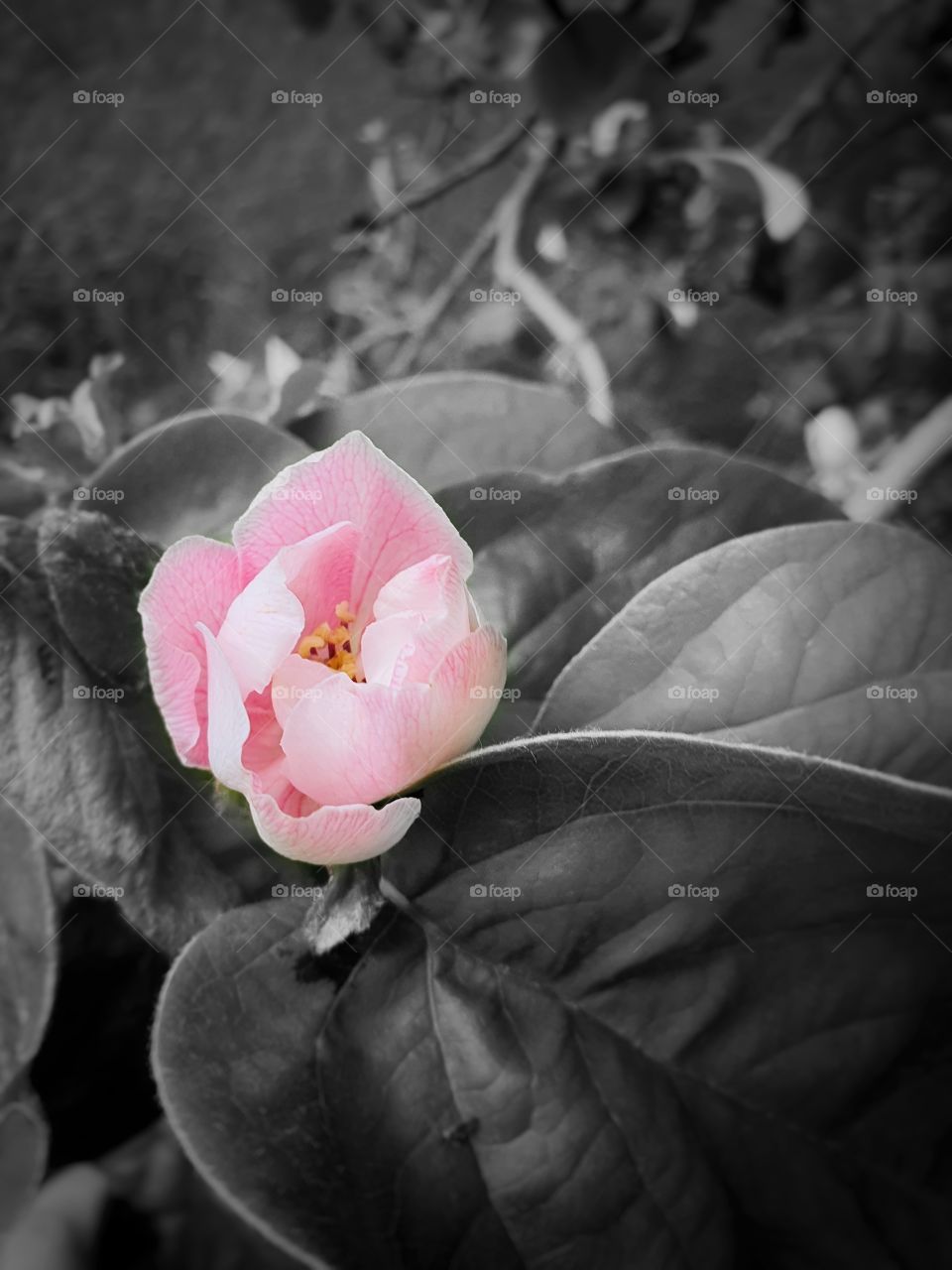pink quince