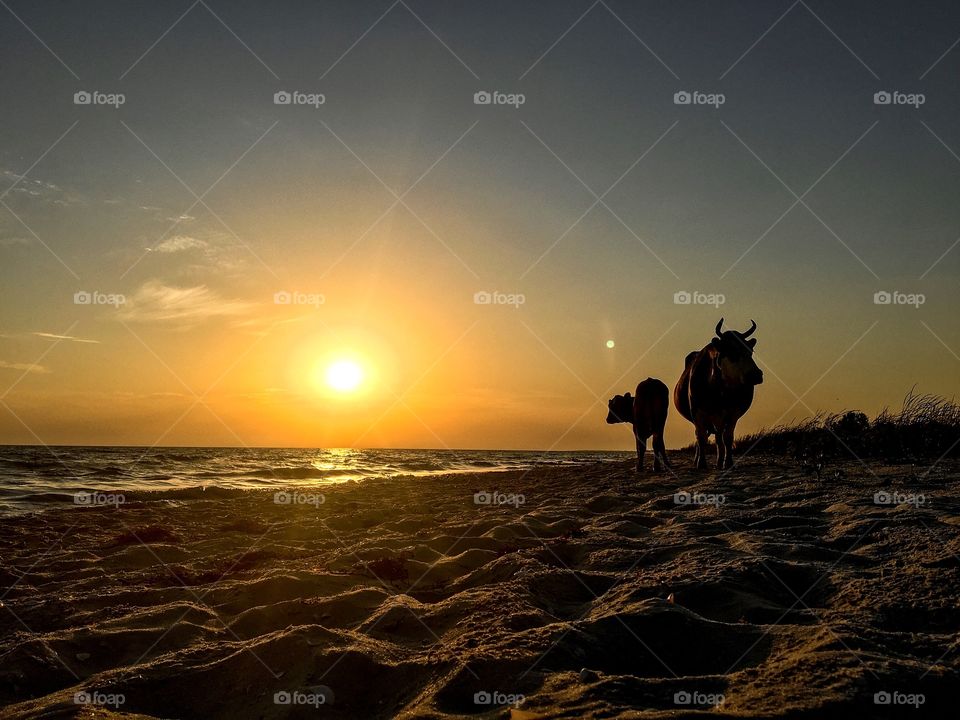 Bulls enjoying sunset at the seashore. 