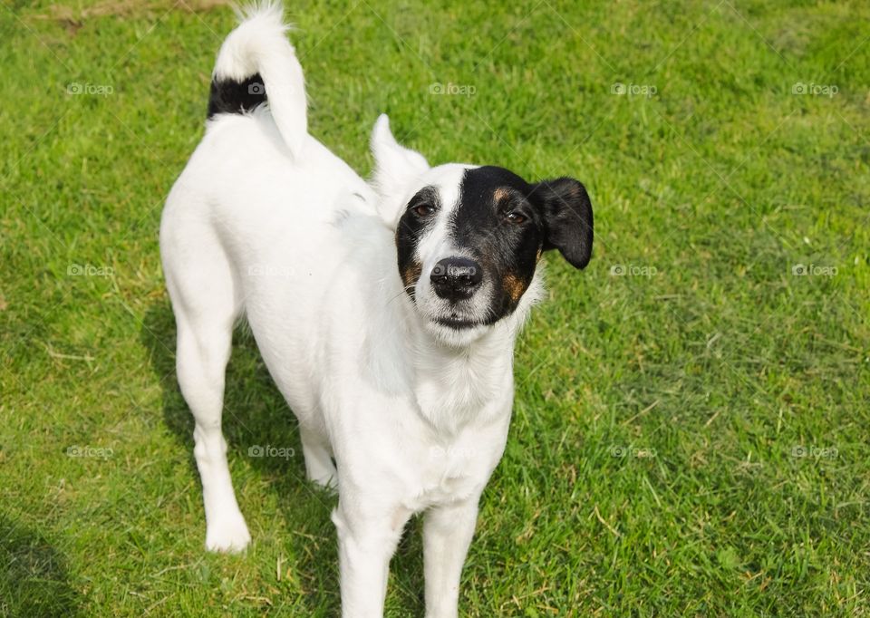 High angle view of a dog in grass