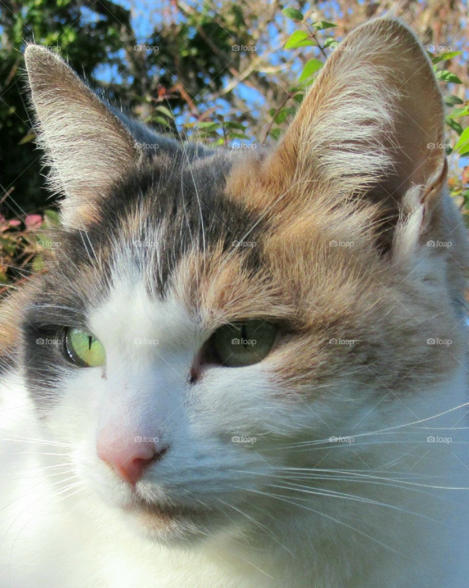 pretty calico cat sat in the garden sunning herself in the winter sunshine and eyes shimmering brightly