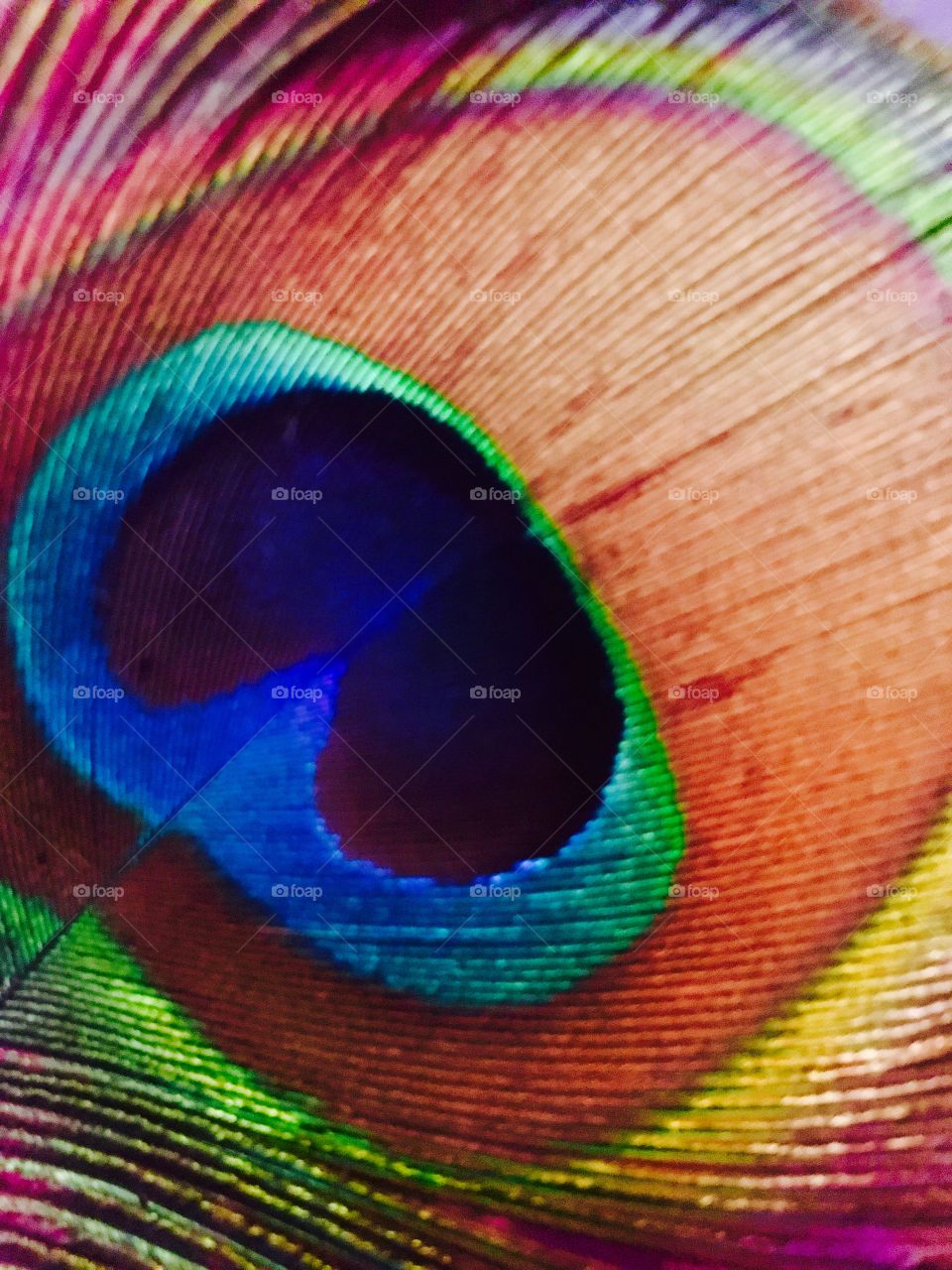 Peacock feather close-up