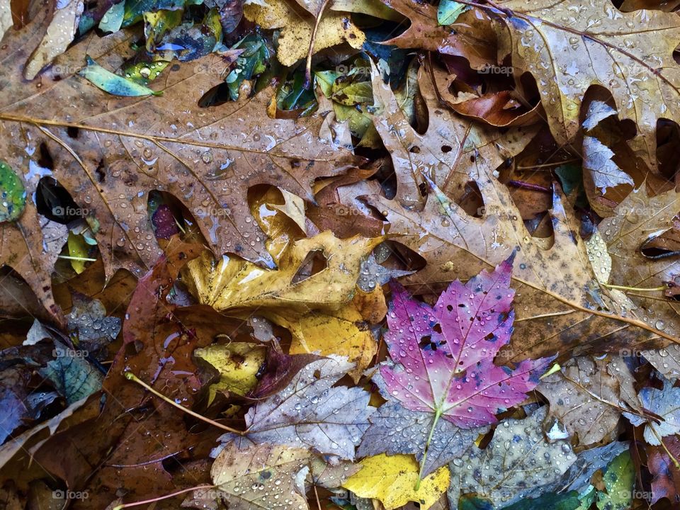 Fall, Leaf, Season, Nature, Flora