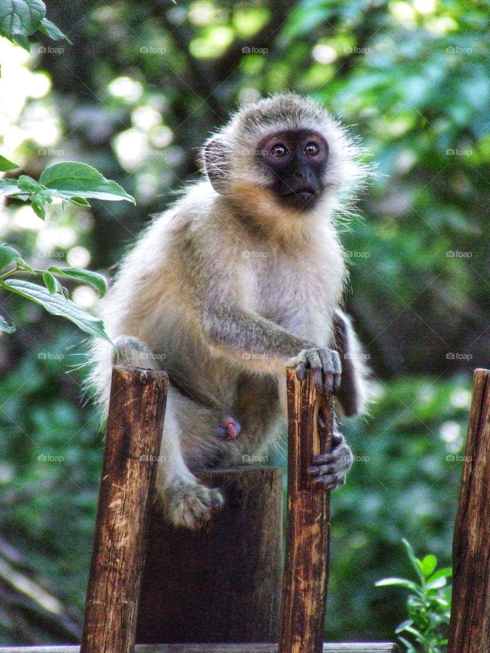 Monkey photo capturing their curious nature.